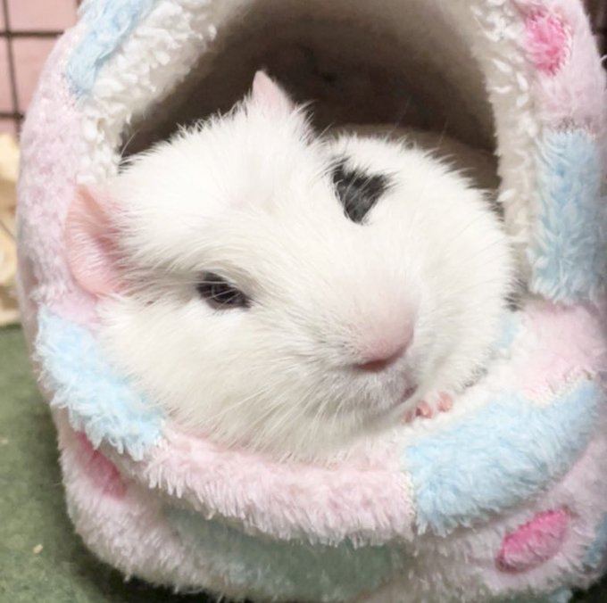 モルモットかわいいのtwitterイラスト検索結果