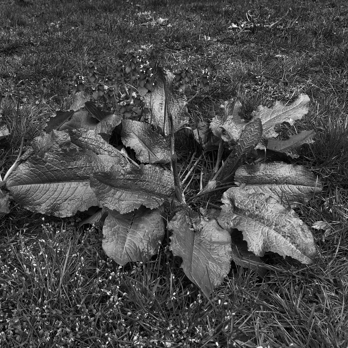 markjwatts's tweet photo. #reddock #blackandwhitephotography #NaturePhotography #rochesterny https://t.co/zkzsjfyoaz