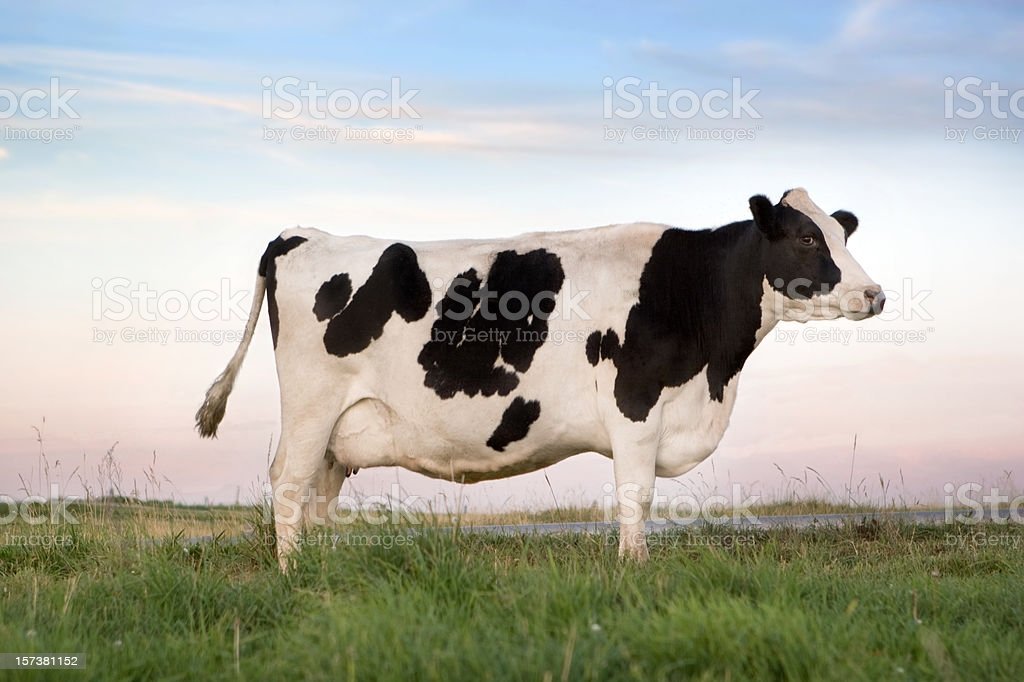 agrotvburundi's tweet photo. 🔴 La #Frisonne est la race laitière la plus présente au monde avec des productions de plus de 10.000 kg de lait par lactation. Au #Burundi, la production des bovins 🐃 de race Frisonne 🐄 est de 5.478 litres pour une lactation de 330 jours en zone périurbaine de @MairieBuja https://t.co/D1dQYgn1B5