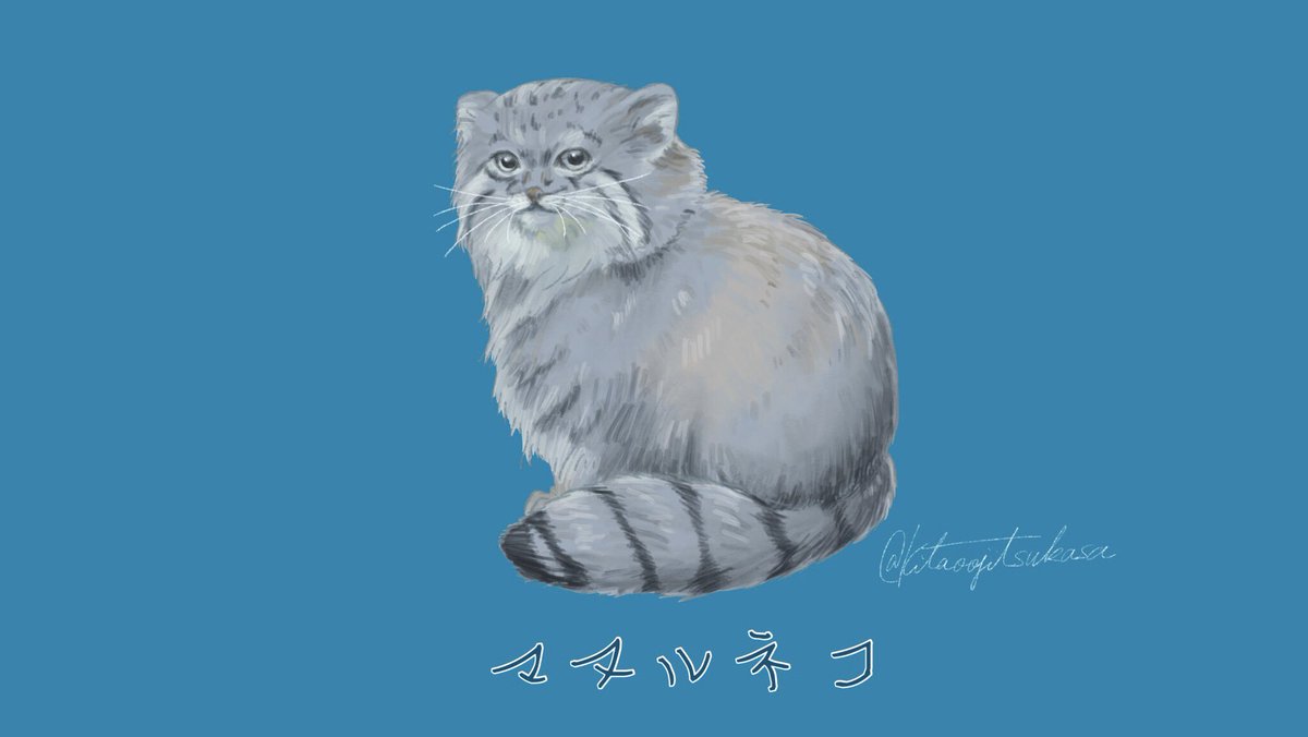 برچسب マヌルネコ در توییتر