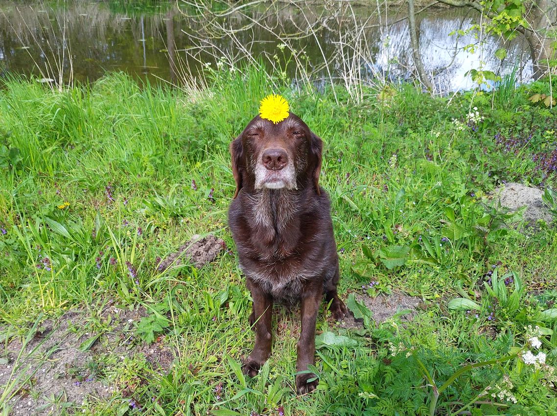 labtested1's tweet image. Meditating to cope with the Monday stress. 🧘‍♀️ #dogsoftwitter
