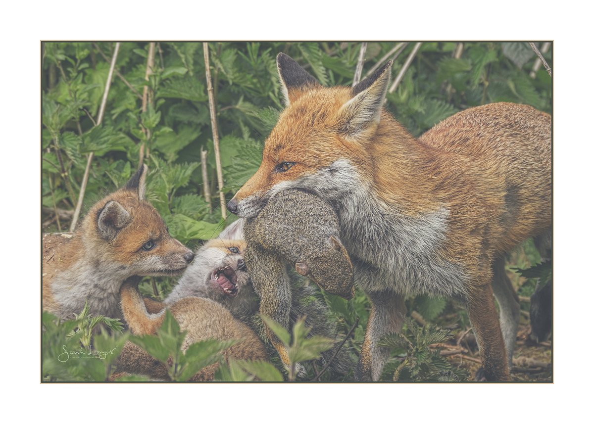Training Day for #Sharemondays2021 #fsprintmonday & #WexMondays 

Mum retrieves a cached squirrel for her cubs in #BushyPark last week. So incredibly privileged to see this behaviour! #fox #vixen #cubs #wildlife #nature @BBCSpringwatch @sjdarlington @theroyalparks #amazingmum