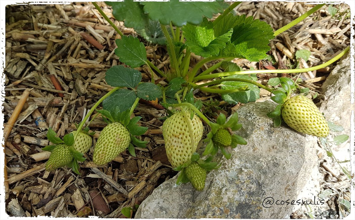 cosesxulis's tweet photo. 🍓 Dos dies de diferència entre foto i foto!!! 😱😍🤤
#hort #hortet #hortecologic #cosesxulis https://t.co/qihyIoU9Yf