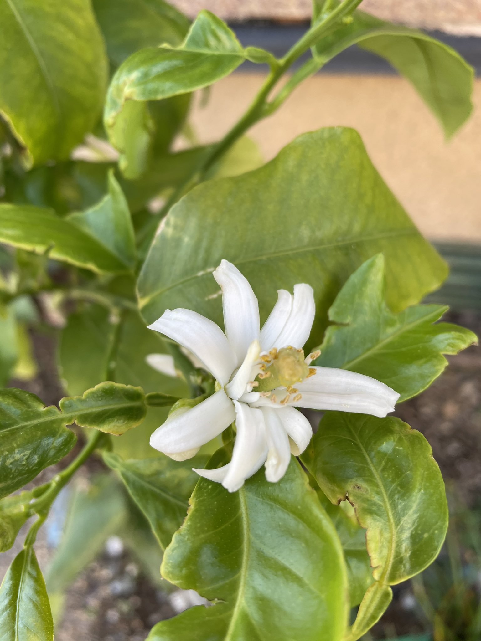 Nasu ベルガモットの花が咲きました 実がついたら紅茶を香り付けしてアールグレイにしよう T Co Xqne3gmwrs Twitter