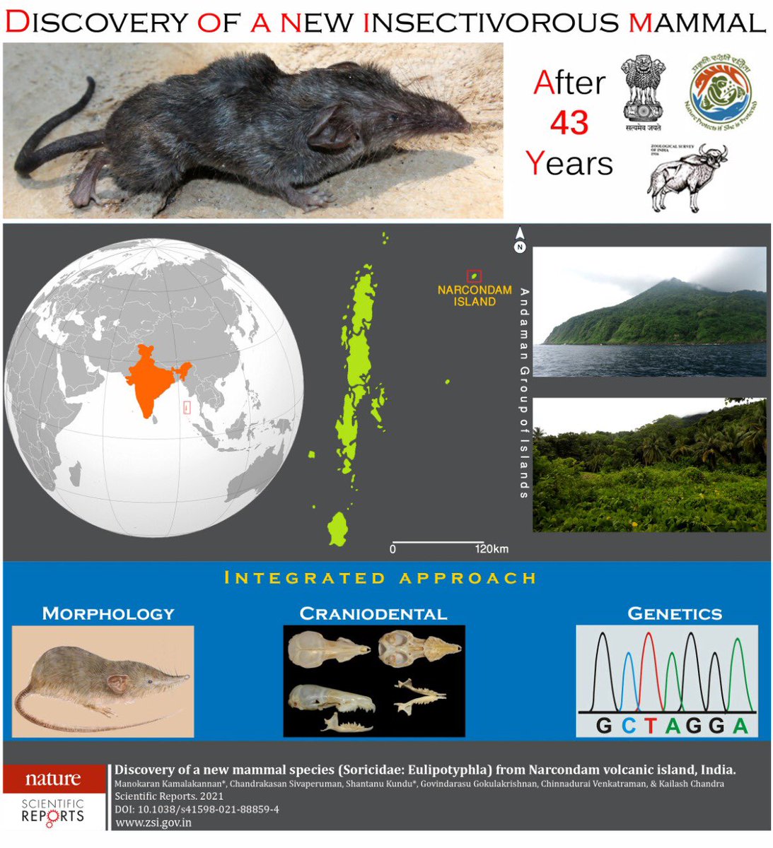 MoEF&CC (@moefcc) on Twitter photo <a href="/ZoologicalI/">Zoological Survey of India</a> has recently discovered a new insectivorous mammal species from India after 43 years named as Crocidura norcondamica. (1/4)
Read Full Story: cutt.ly/HbcqnFg <a href="/ZoologicalI/">Zoological Survey of India</a> has recently discovered a new insectivorous mammal species from India after 43 years named as Crocidura norcondamica. (1/4)
Read Full Story: cutt.ly/HbcqnFg