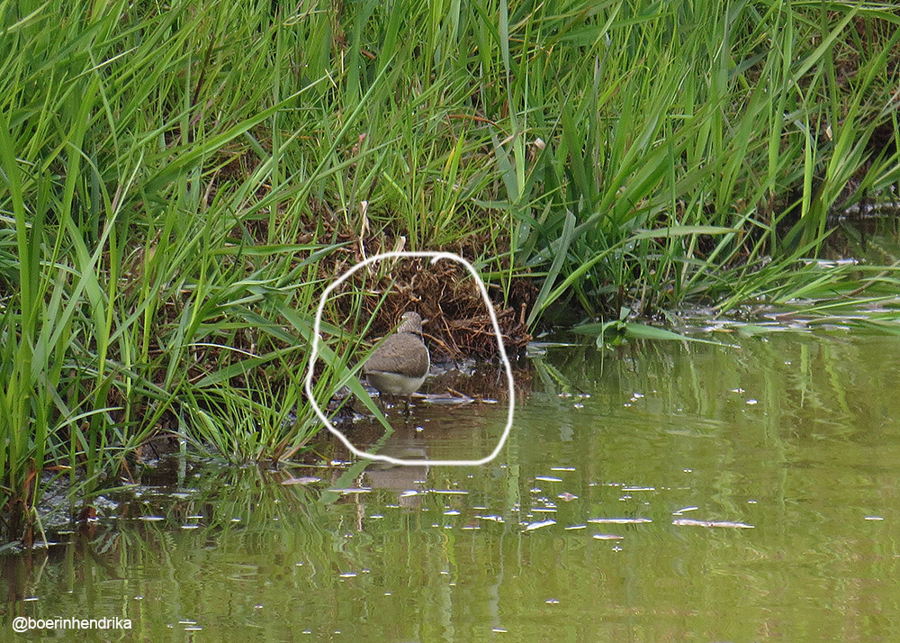 boerinhendrika's tweet photo. Weer een onbekende schuwe vogel🤔 Hij vloog vd kuilbult de sloot in. Is muisgrijs van kleur zoals een oeverzwaluw. Bij de 1e foto zegt de determinatie-app #oeverloper, bij de 2e #witgatje - en bij een andere foto #gewone_pad... . De vogel wipte opvallend met z'n achterlijf. https://t.co/gABLmBuSqt
