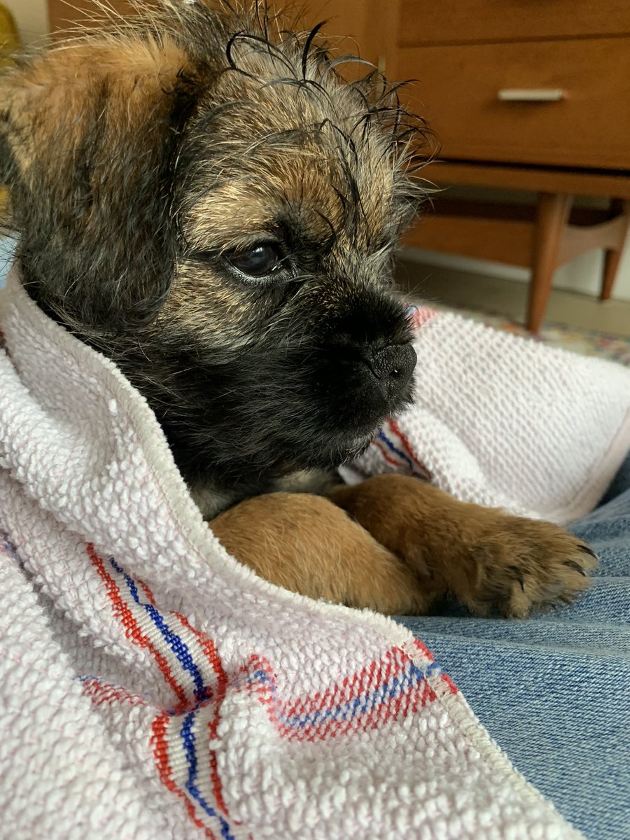 HooliNuala's tweet photo. Hoomum says I need to get used to Cumbrian weather 🌧 she made up for it with cuddles, I might forgive her 🤨 #btposse #borderterrier #puppy https://t.co/YGU4ITLeGZ