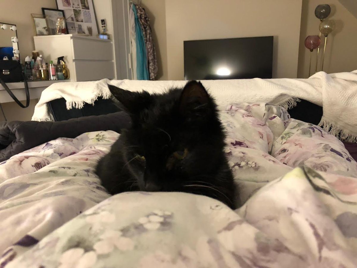 LDNCityKitties's tweet photo. Bjorn - 14 years / male / indoor/outdoor

Bjorn is confident and friendly. He’s very vocal, just like his namesake in ABBA!
Bjorn had thyroid issues when he first came to us, but he had medical treatment and has since stabilised. He would be best without young children. https://t.co/LADid86WNw