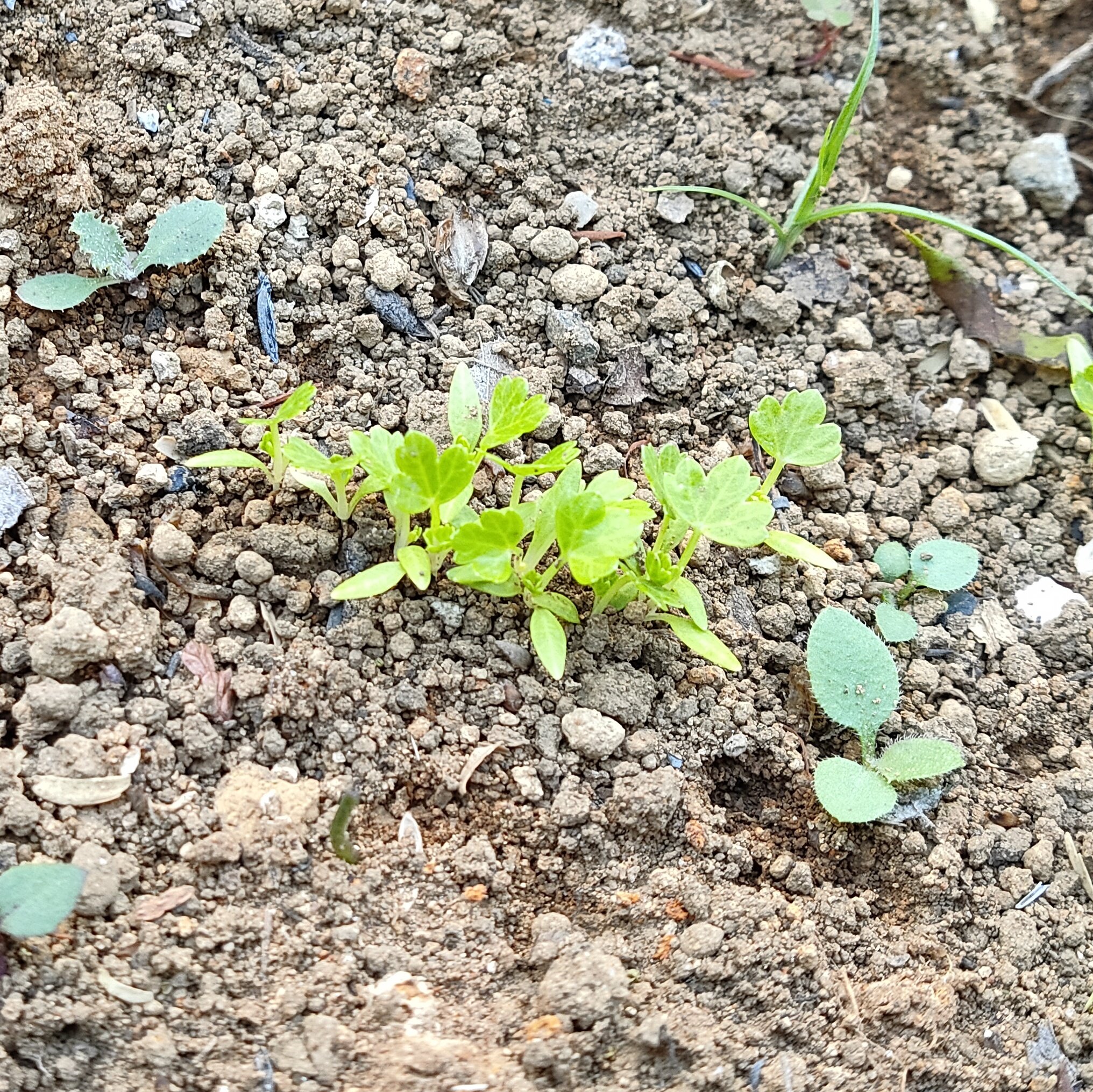 にゃごにゃ 春蒔き葉物野菜 今季初収穫です ａ菜 ストリドーロ ルッコラ サラダバーネット 水菜 せっかくですので自宅で採れた野菜で一皿盛りました サラダバーネットはキュウリの味というけれど うーん 笑 全部一緒に食べるとゴマ風味の