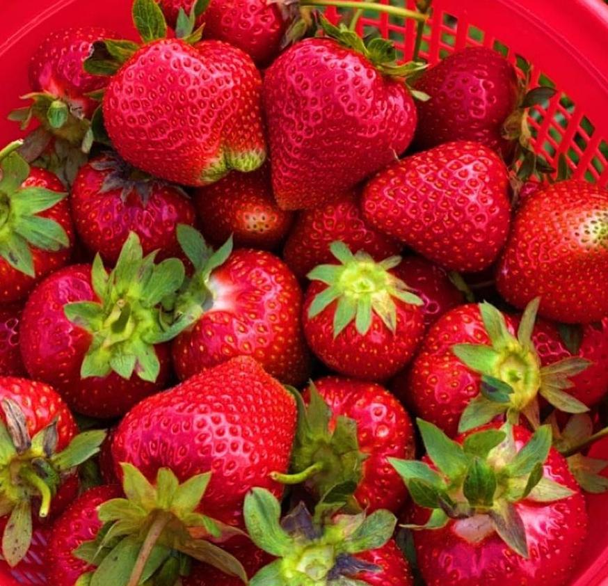 Lucy24497's tweet photo. Today's harvest 🍓🍓🍓.. now I have to bake the cake!! 🍰 Would you like to try it? https://t.co/TDrFZycz16