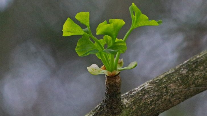 A young maidenhair tree (Ginkgo biloba) leaves soon to be part of the most pretty hairdo!