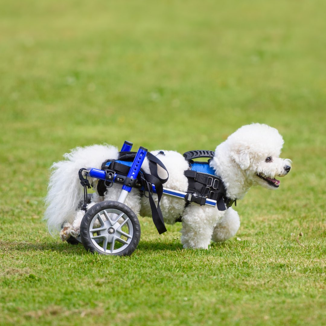 Specially-abled pets may need special and extra care but they give back abundant love! Let us use this day to educate one another about specially-abled pets & help ones to find their forever home. Share your experiences with us! #speciallyabledpets #nationalspeciallyabledpets