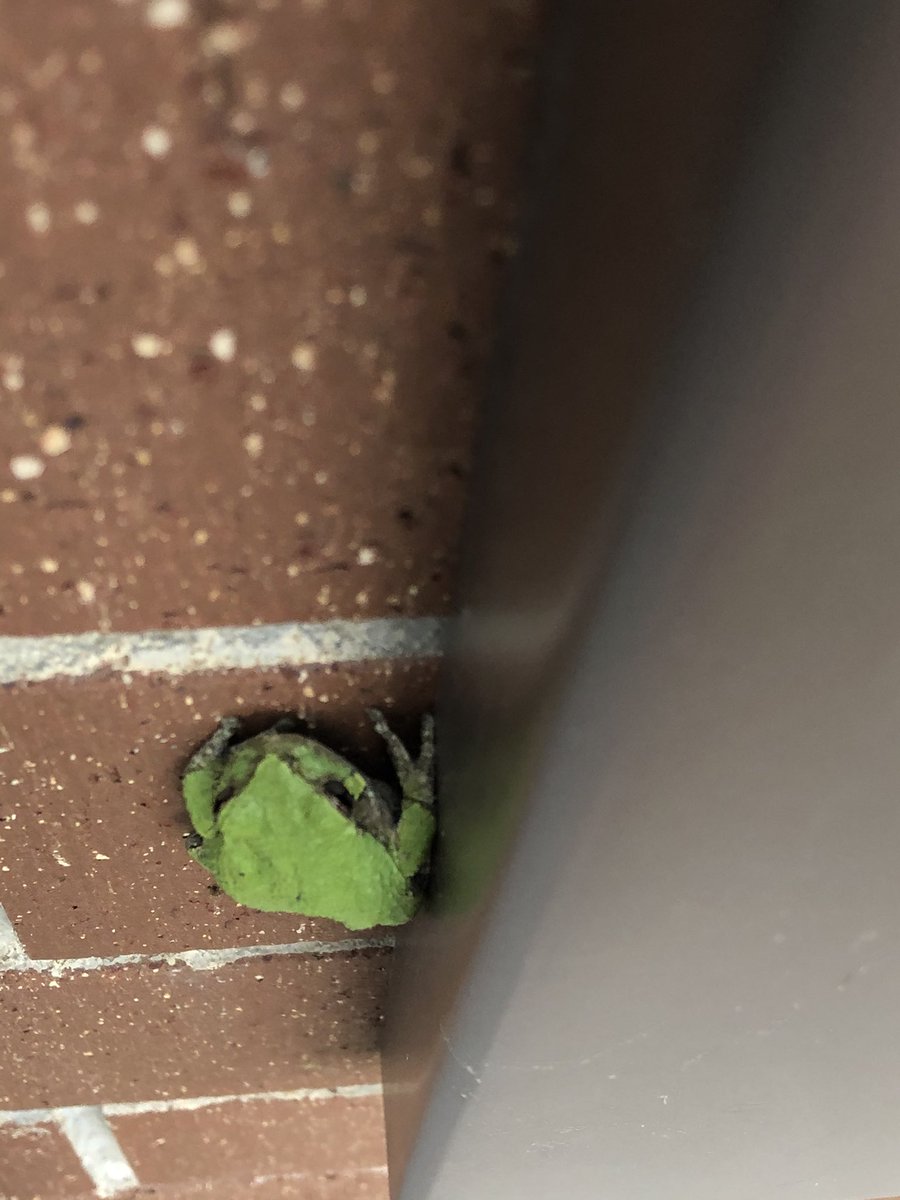 HeyMsCooper's tweet photo. #WildlifeOfDanielson #treefrog @DanielsonMiddle https://t.co/Pp55WwkCDt