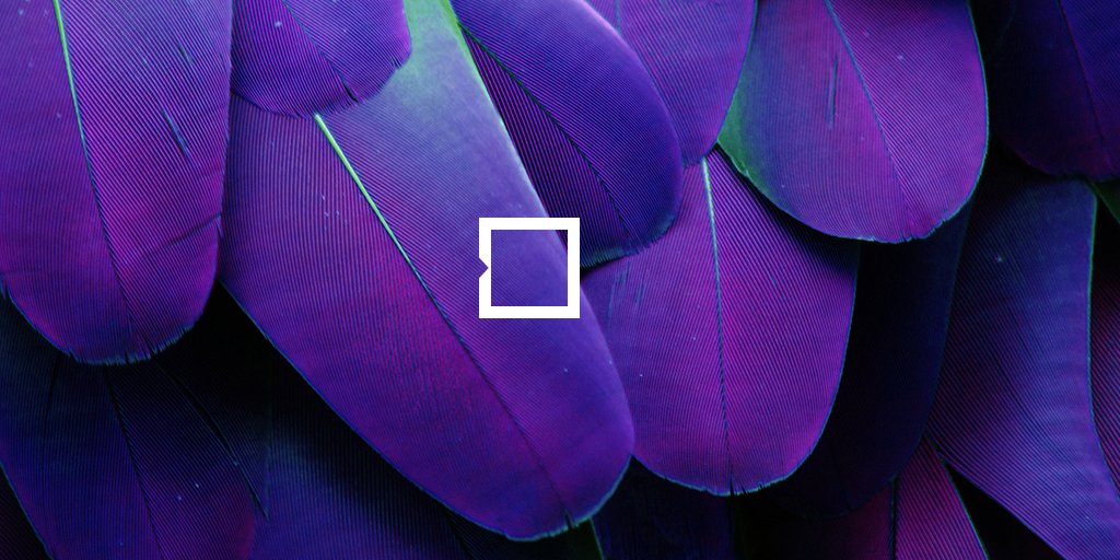 Purple size. Лиловый фон. Малиновые цветы. Amperage purple art. Сиреневый фон.