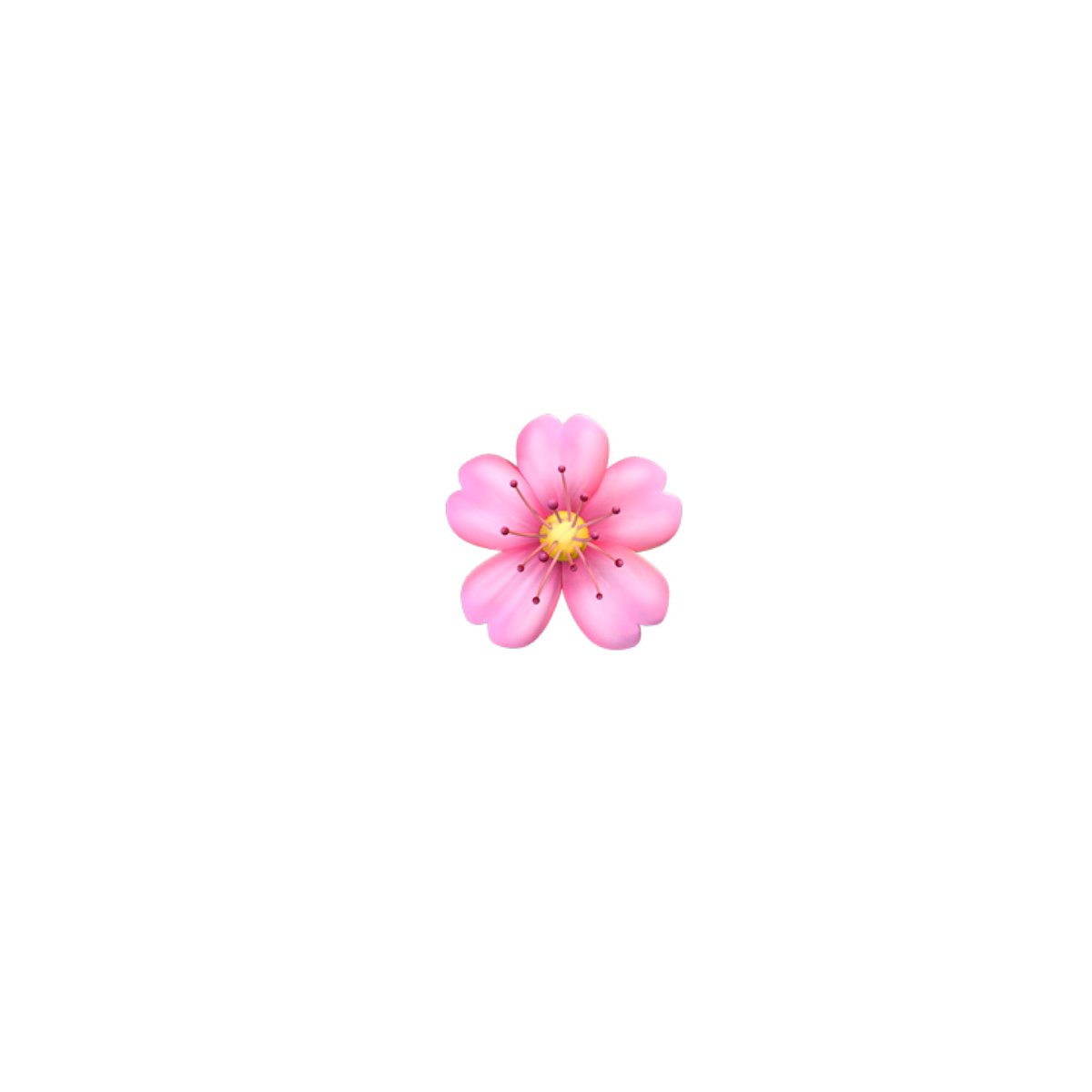 no humans still life transparent background flower simple background pink flower cherry blossoms  illustration images