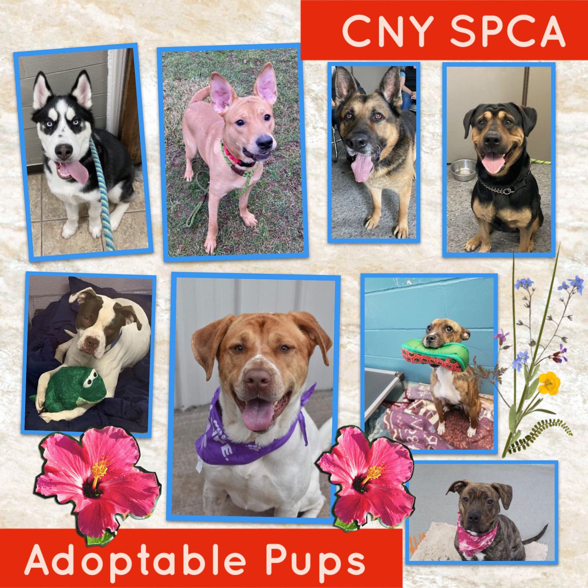 CNY_SPCA's tweet photo. #CNYSPCA #AdoptablePups are wishing you a great week & sending you great vibes! Email sm@cnyspca.org w/inquiries
#MondayVibes #adoptdontshop https://t.co/VjlIPPMAws