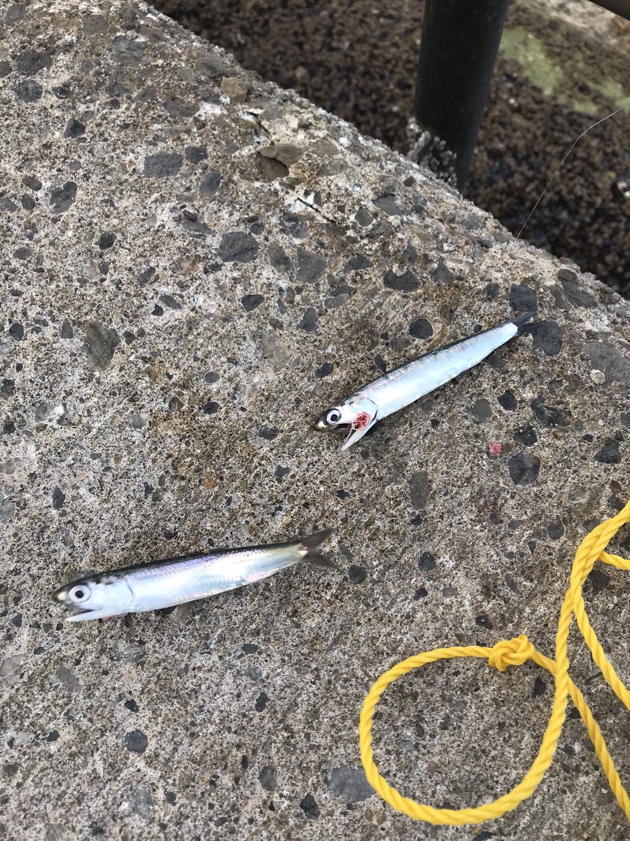 おでん 釣りビギナー五目 みなとみらい 臨港パークでサビキ釣り Gwで人が多く 釣り竿 がずら っと並んでいた 釣果は安定のカタクチイワシ入れ食い たまにコノシロ アジ やサヨリはほとんど釣れていない様子 おでん 釣りビギナー五目 みなとみらい 臨港パークでサビキ釣り Gwで人が多く 釣り竿 がずら っと並んでいた 釣果は安定のカタクチイワシ入れ食い たまにコノシロ アジ やサヨリはほとんど釣れていない様子