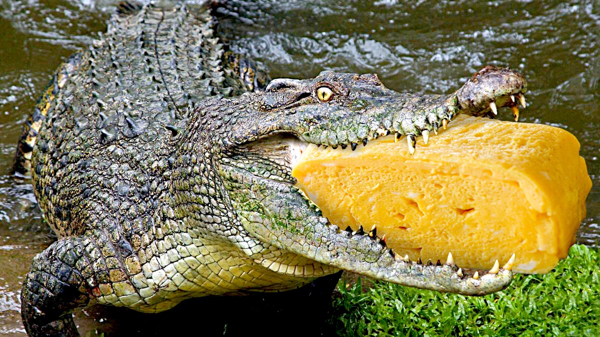 GWスペシャルクイズ！！だし巻き卵の写真のどこかにこっそりいるアリゲーターはどこ？