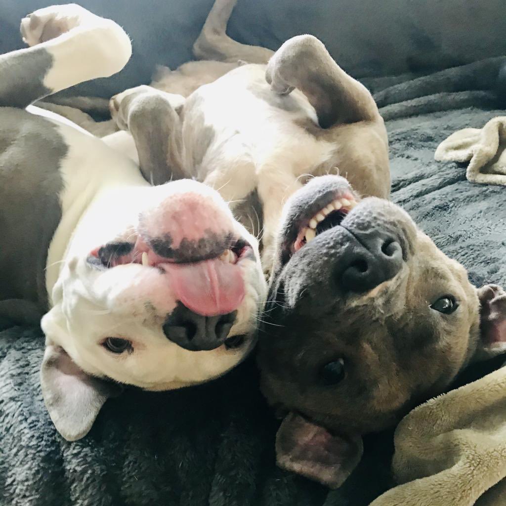 Hope Animal Rescue tweet media