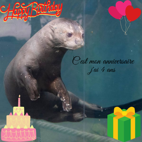Amelie Pomportes Isolda Joyeux Anniversaire 4 Ans Zoobeauval Amelie Pomportes Isolda Joyeux Anniversaire 4 Ans Zoobeauval