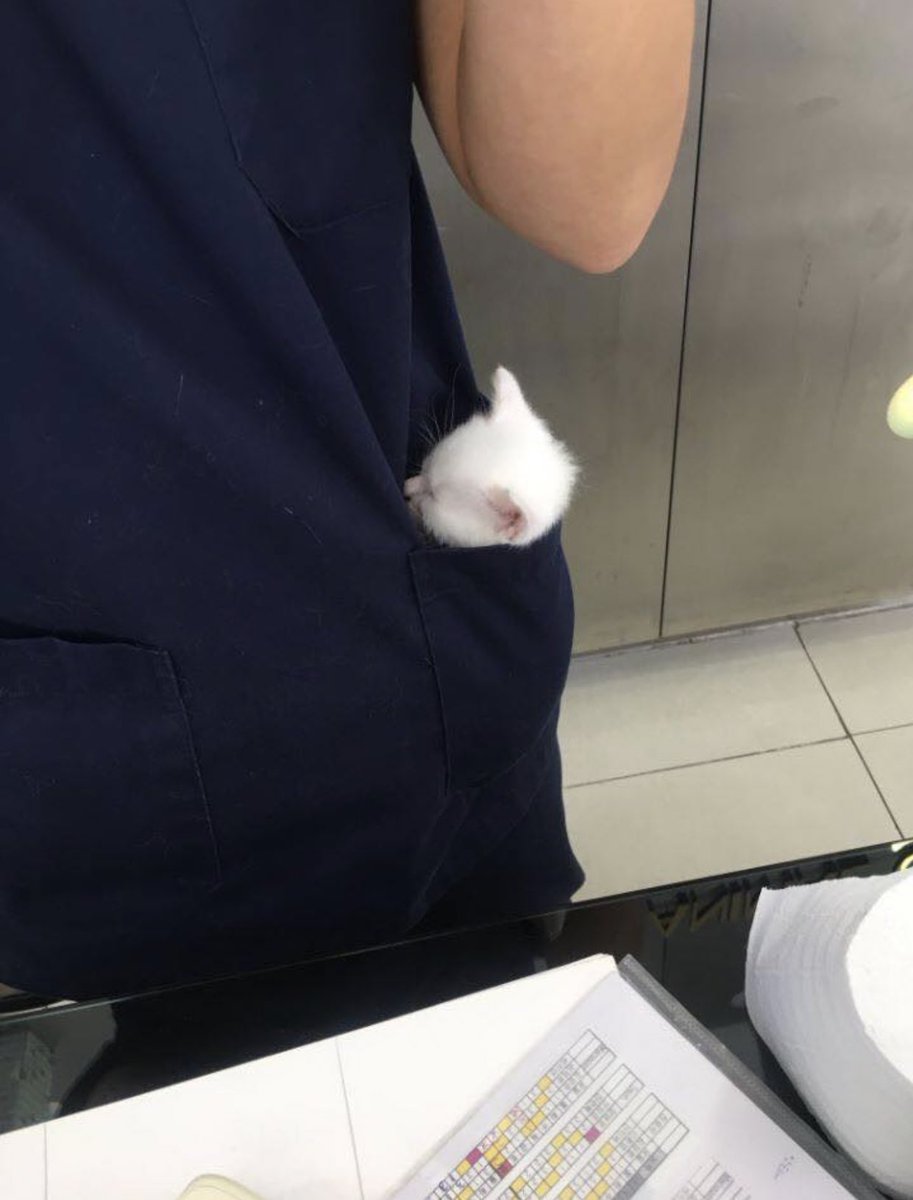 ShouldHaveCat's tweet photo. https://t.co/EswLMUjkh8