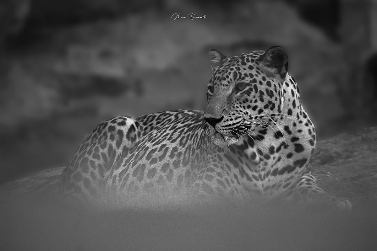 #InternationalLeopardDay 

Leopard is elusive, solitary & largely nocturnal. It is known for its ability in climbing & has been observed resting on tree branches during the day.
(From My Archives)
#Wildlife #wildlifephotography #WildlifeConservation #Hyderabad