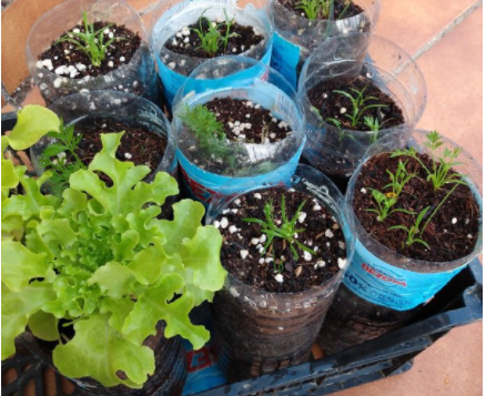 5) Zanahorias. Unas cuantas botellas de plástico recicladas, y puedes tener unas 3 zanahorias por botella. se siembran unas cuantas y luego cuando brotan se quitan las más pequeñas y se dejan solo 3 espaciadas. Menos de 2l de tierra por maceta.