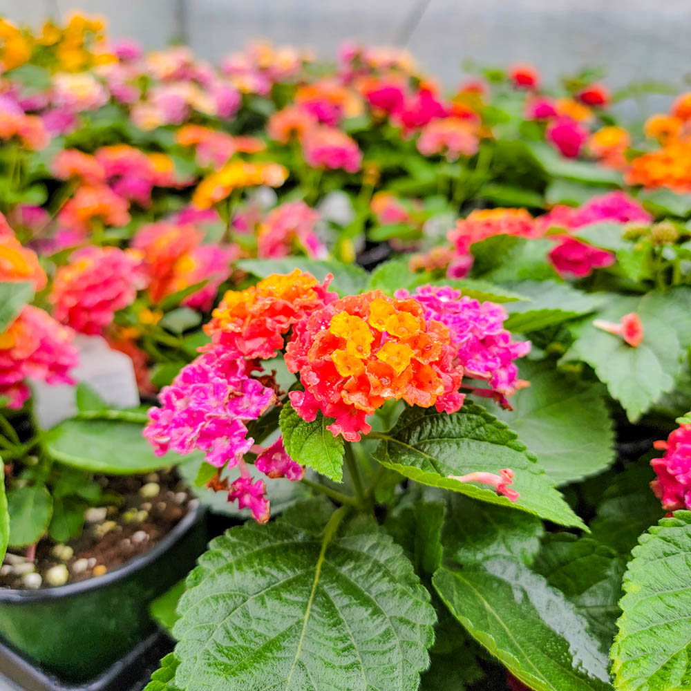 GoldnerWalsh's tweet photo. 😍Dwarf Lantana are in! Perfect for border edging or just adding a bright pop of color to your garden. They are low maintenance, deer resistant, and do well in both sun and partial shade. 
Just look at those flowers! 

#Lantana #Flowers #pink #purple #Yellow #PlantsofTwitter https://t.co/cybQqkdwwl