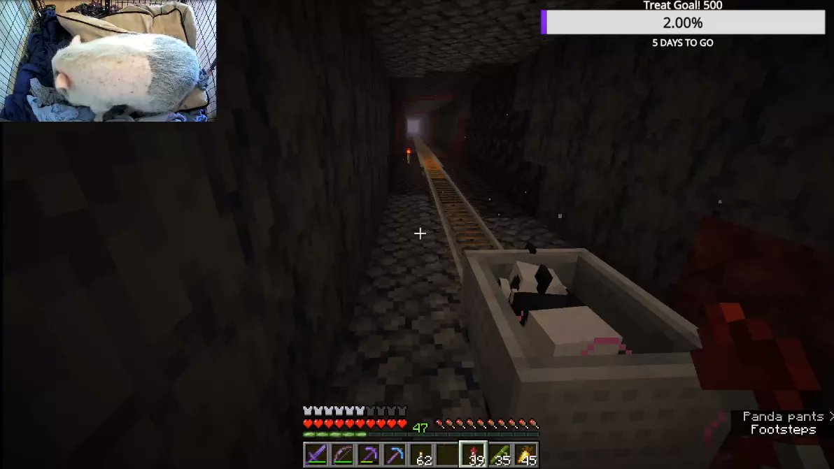 CantaloupeTweet's tweet image. Wow that was a journey, BUT WE GOT A PANDA 🐼
#ababypanda  #minecraft #minecraftpanda #pigcam