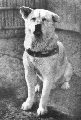byzabuyukk's tweet photo. Sadakati ve sevgiyi onlardan öğrenmeliyiz.
Hachiko 🤍 https://t.co/OJsXfH2ARt