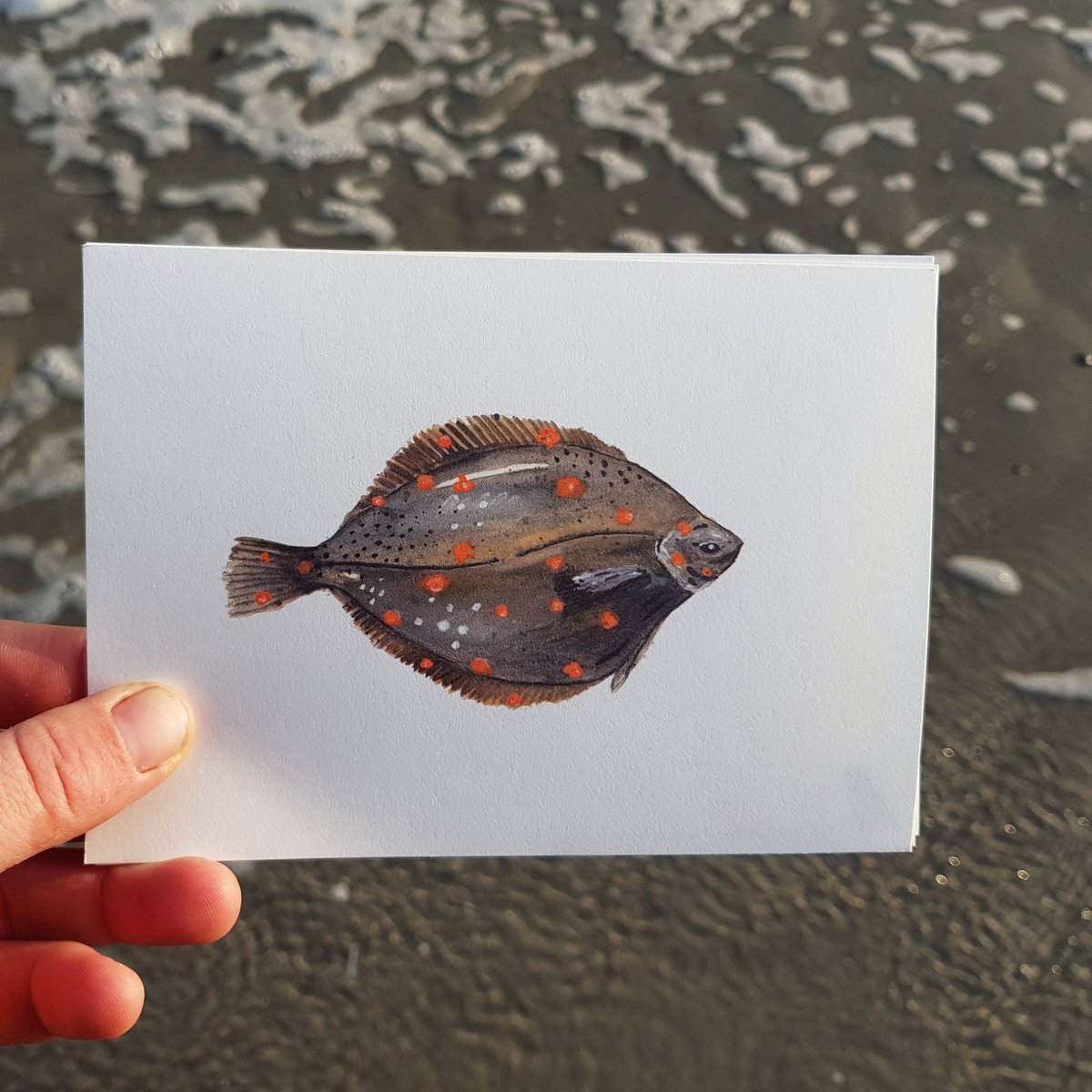 Schol op het strand van #Terschelling