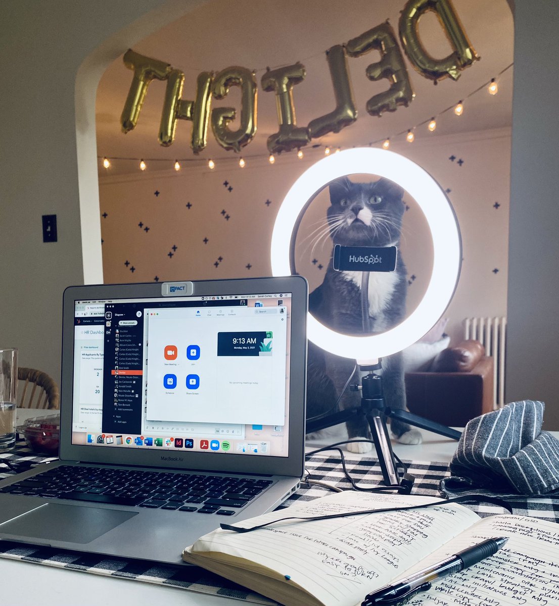 srcorley's tweet image. Happy Monday from my cat who wants to also be @Zoom ready. Thanks for the ring light, @HubSpot! #chihug #hubspotting