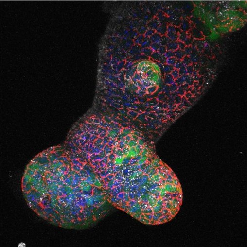We’re hiring! We have 2 postdoc positions available at the crossroads of #stemcellbiology, #regeneration and #cancerdevelopment @UMCU_CMM. Projects involve  organoids,  gene-editing, imaging and (sc)RNAseq. To learn more 👉 tinyurl.com/ydjyncdt  #postdocjobs Please RT!