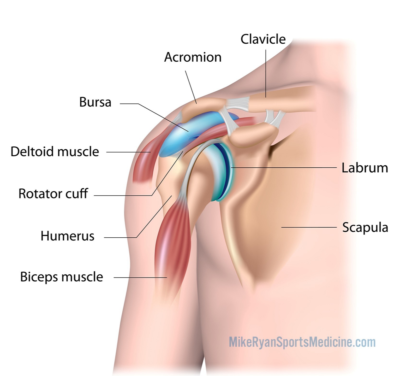 Biceps  definition of biceps by Medical dictionary