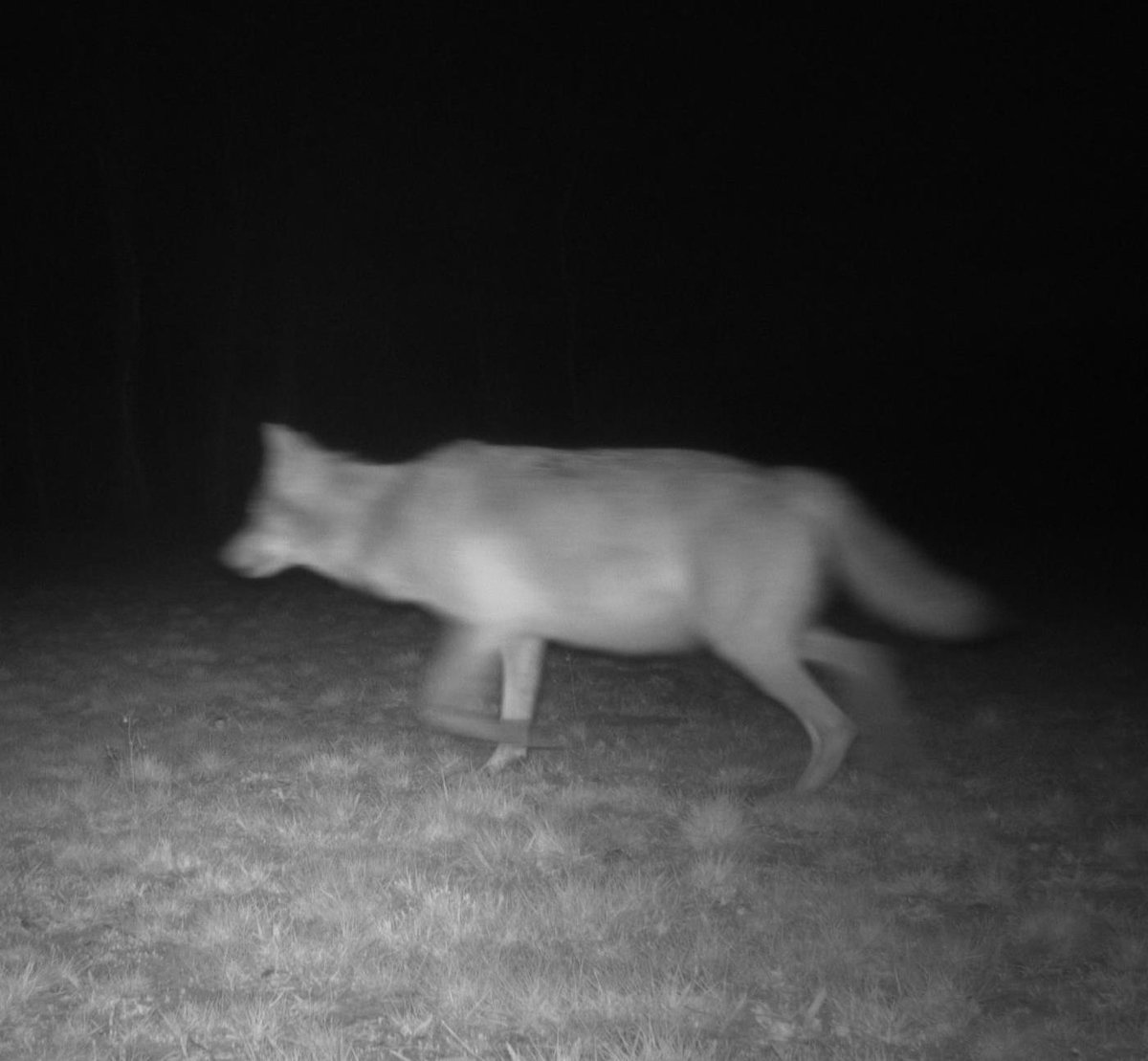 Heuglijk wolvennieuws! Camerabeelden bevestigen dat #Noëlla (nog hoogdrachtig op foto) geworpen heeft. De jongen worden de 1ste weken gezoogd door de moeder in het nest. Belangrijk is dat ze niet gestoord worden. Beelden van de #welpjes verwachten we eind juni. @INBOVlaanderen