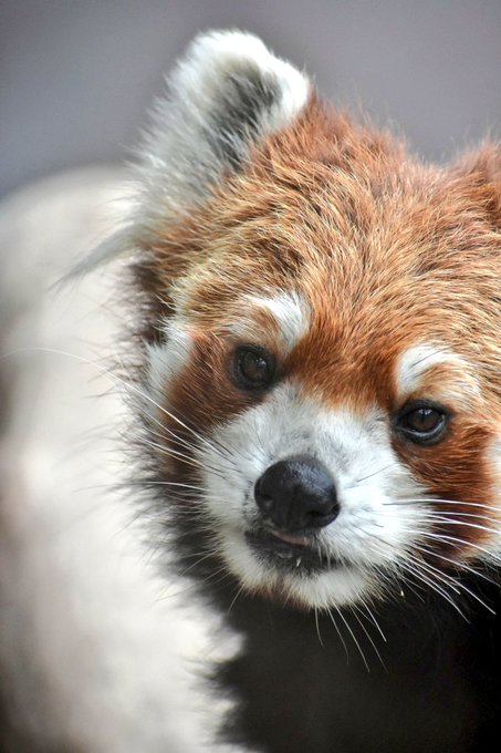 レッサーパンダのtwitterイラスト検索結果