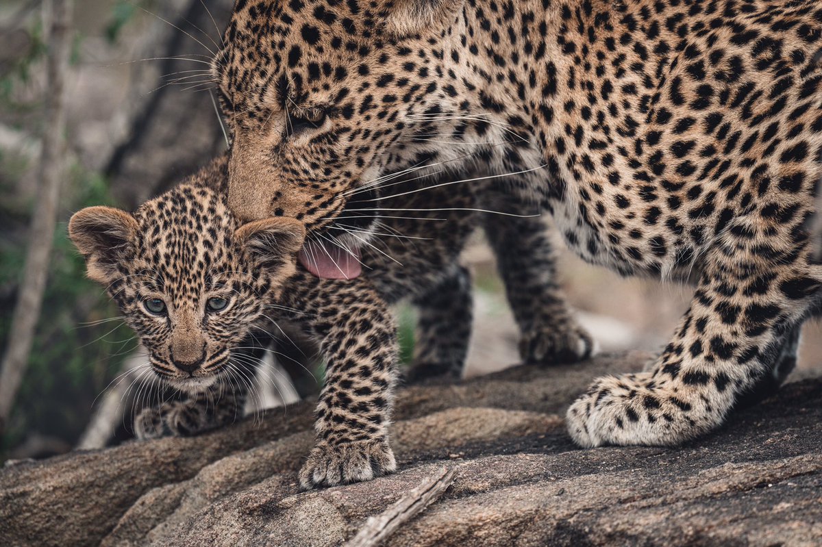 Happy #InternationalLeopardDay 🐆