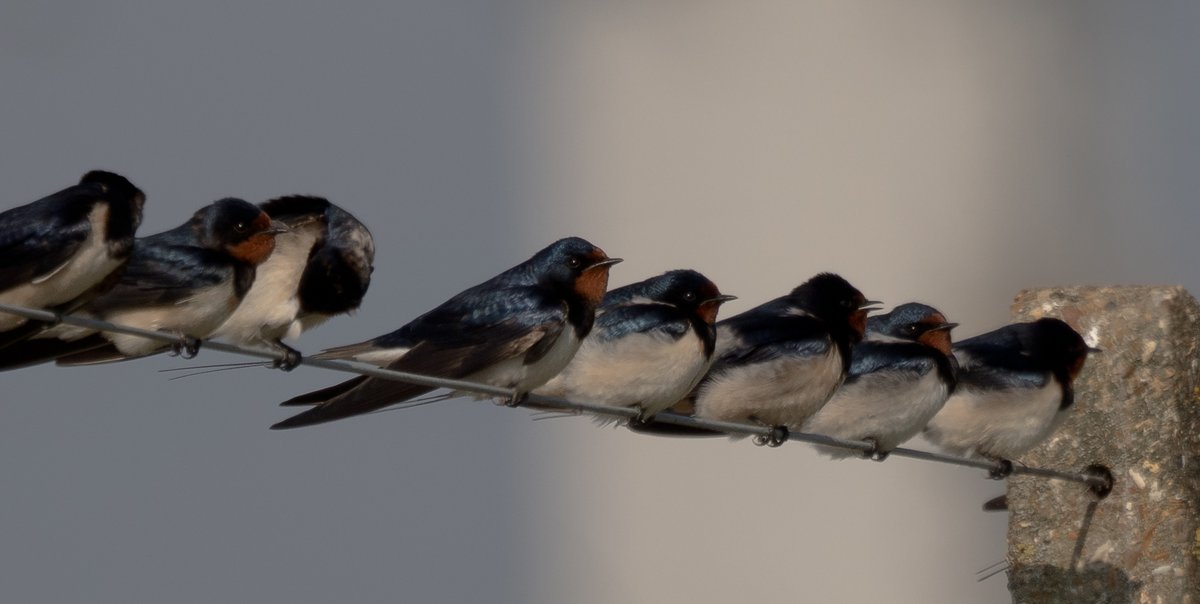 1 swallow may not a summer make, but 150 & it's finally spring. Unlike skybound swifts #swallows can take a break on fence wires, chattering companionably, after six thousand miles of #birdmigration The southern Hemisphere's summertime sheen is back in Lea Valley #birdsSeenIn2021