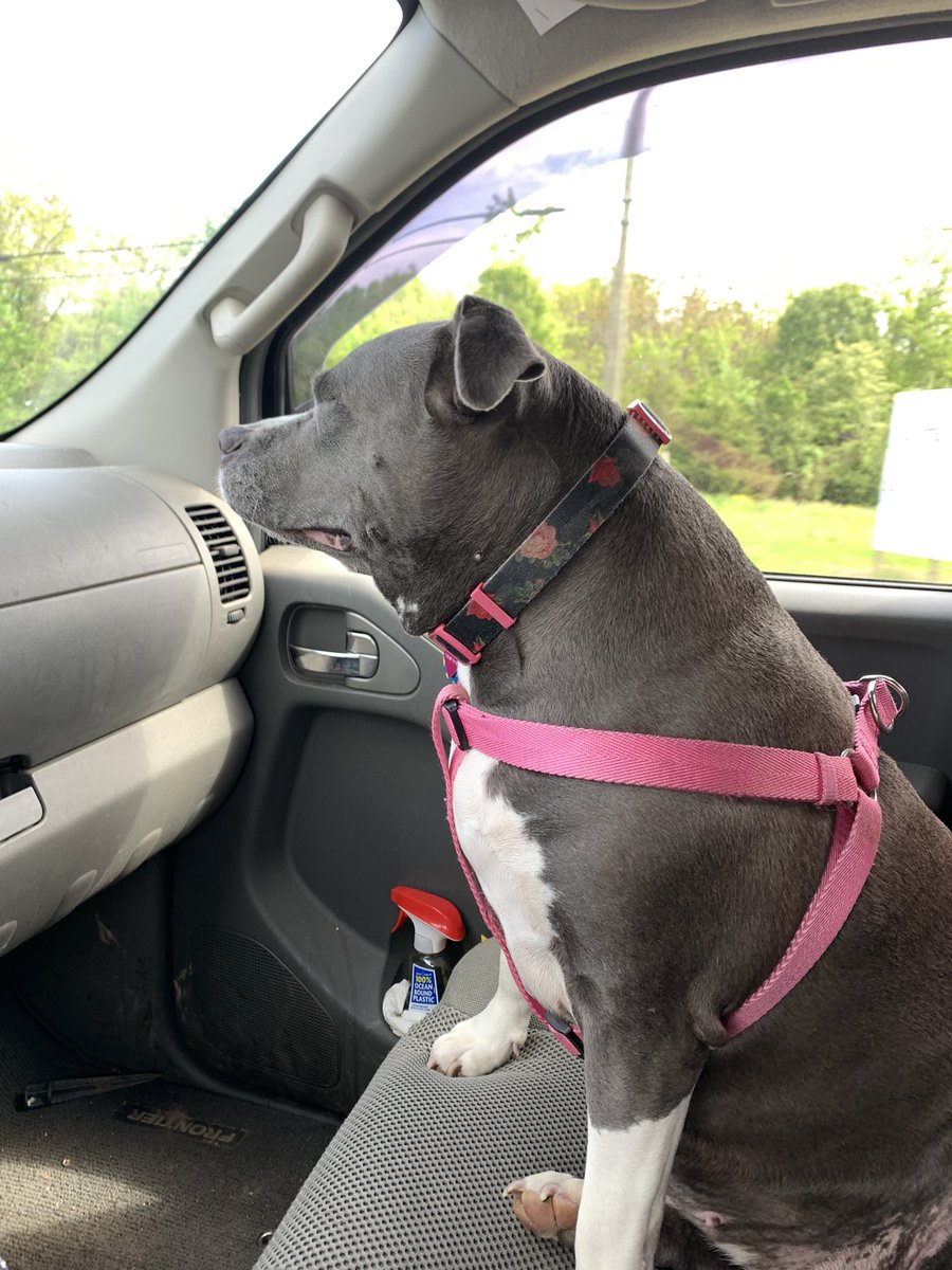 Diamond :A Story In 3 Photos 🐾🥔
The transition from happy backseat 🥔 to serious navigator 🥔. 🐾🐾👀
#GrayFaceMafia #DogsofTwittter #AdoptDontShop #daddyspotato