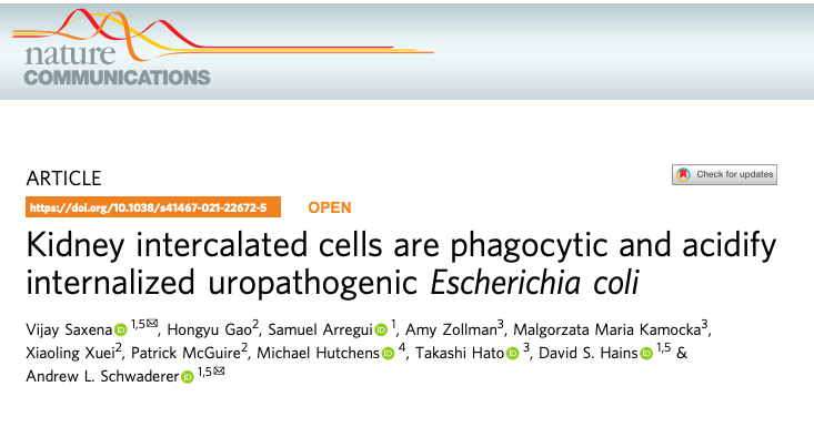 IUWellsCenter's tweet photo. Now in @NatureComms: The @IUMedSchool @IUPedsKidney Hains and Schwaderer Labs demonstrated that #kidney #IntercalatedCells help fight against bacterial infection by internalizing and then acidifying bacteria: https://t.co/oAnKFjNeNB https://t.co/5C751s8EzT