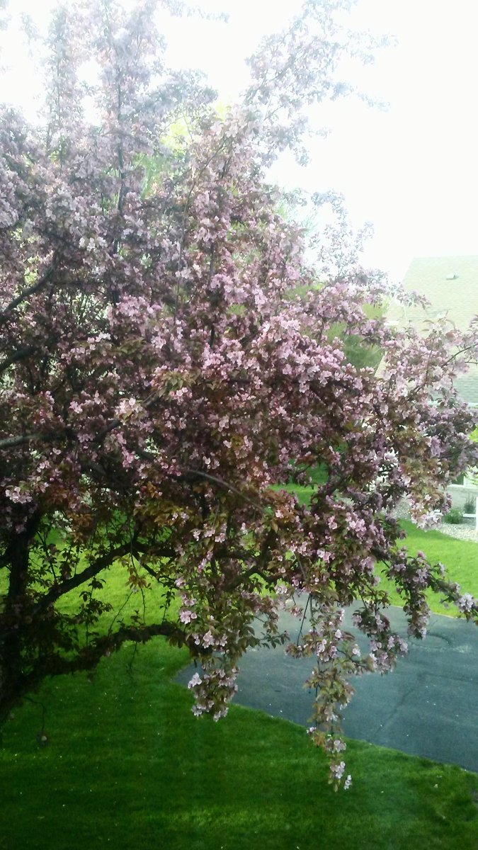 Rochelle_QT's tweet photo. Happy Monday! 🌸 Happy Spring! 😘🌹🌺🌷 #SpringInMN #CherryBlossoms #MyYard #LoveSpring #LuvWhereILive 🌸💗🌞 https://t.co/ZXvDcyOdaC