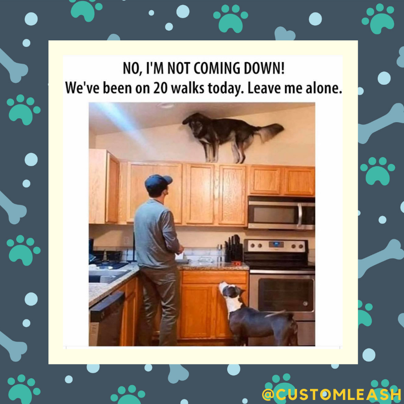 Summer is around the corner, outdoors seeming attractive, but don't forget that your pups also need to rest and water. Always take water with you. 
.⁠
.⁠
#customleash #custom #products #dogsofboston  #smallbusiness #ecommerce #leash #dogproducts #bestfriend #lads #puppylove