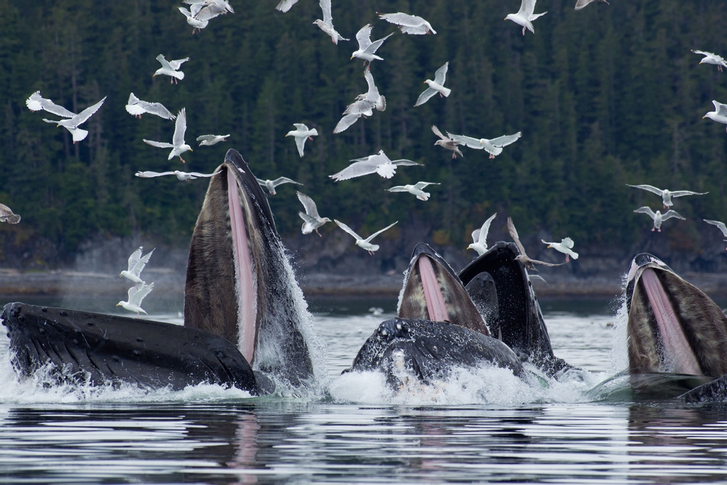 Ever wondered how enormous whales hunt for their food? Humpback whales can be seen bubble net feeding for herring in Alaska's Inside Passage, just like these ones are doing in Chatham Strait. #wildlifeofalaska #entreealaska #thelastfrontier #alaskauncensored #alaskalife