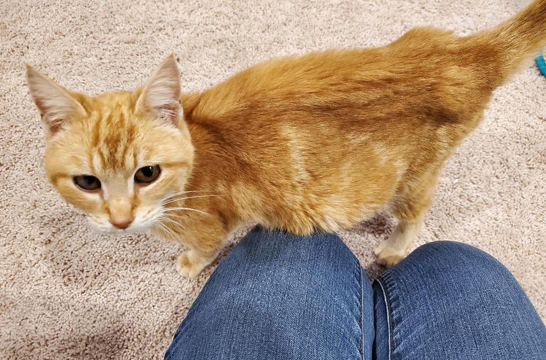 HART Animal Rescue tweet media