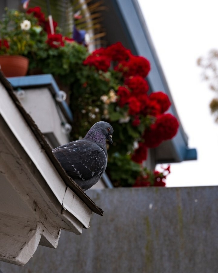 #anerdshoots #Balboaisland Saw this little guy on Balboa Island nonchalantly viewing the street traffic
.
.
.
.
.
.
#balboaisland #photography #instagood #naturephotography #california #visitcalifornia #californialove #dove #eye_spy_birds #birds_nature #bird_captures