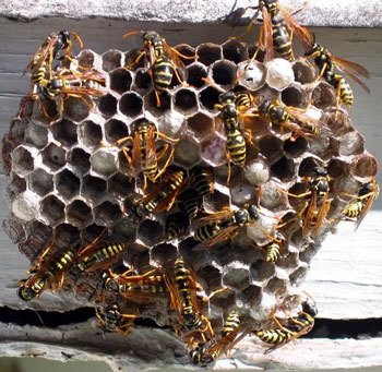 AnteaterInc's tweet photo. The Anteater Exterminating, Inc. certified service technician will inspect your home thoroughly and find all wasp nests within your property.
https://t.co/HtPQ8YWO2C
#pestcontrol #anteaterexterminating #wasp #hornets #yellowjackets https://t.co/CiNSdGfB0f