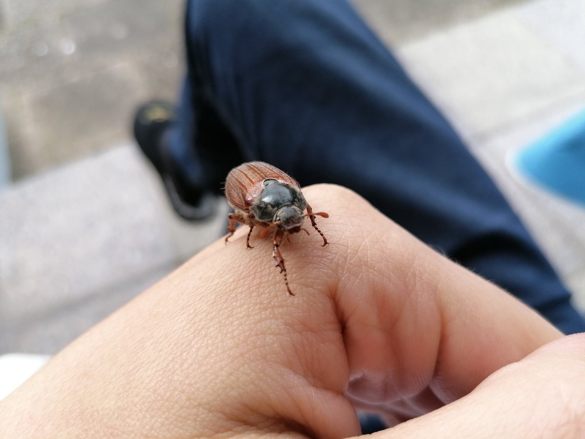 InfernoGames24's tweet photo. I found a bug in my game. I released her. She thanked me and flew off. See you, little fella!
#GameDev #NatureDev (?) https://t.co/rFWDtKNFE7