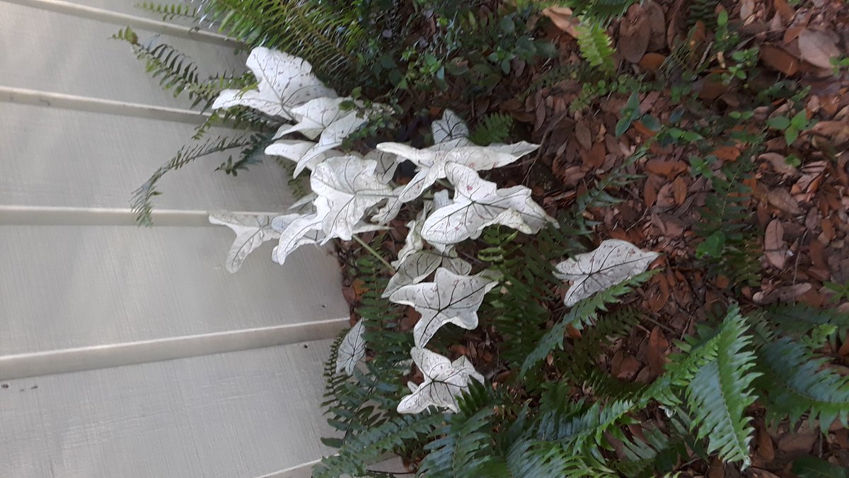 AroundCharters's tweet image. Keep your eye on our website for our 2021 Caladium tour.  Thank you to our guest Caryl for sharing pictures of blooming bulbs she has gotten on one our past tours.
