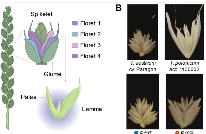 The Plant Cell (@theplantcell) on Twitter photo Ectopic Expression of Triticum polonicum VRT-A2 Underlies Elongated Glumes and Grains in Hexaploid Wheat in a Dosage-Dependent Manner #PlantSci <a href="/NikolaiAdamski/">Nikolai Adamski - @nikolaiadamski.bsky.social</a> <a href="/CristobalUauy/">Cristobal Uauy</a> doi.org/10.1093/plcell… Ectopic Expression of Triticum polonicum VRT-A2 Underlies Elongated Glumes and Grains in Hexaploid Wheat in a Dosage-Dependent Manner #PlantSci <a href="/NikolaiAdamski/">Nikolai Adamski - @nikolaiadamski.bsky.social</a> <a href="/CristobalUauy/">Cristobal Uauy</a> doi.org/10.1093/plcell…