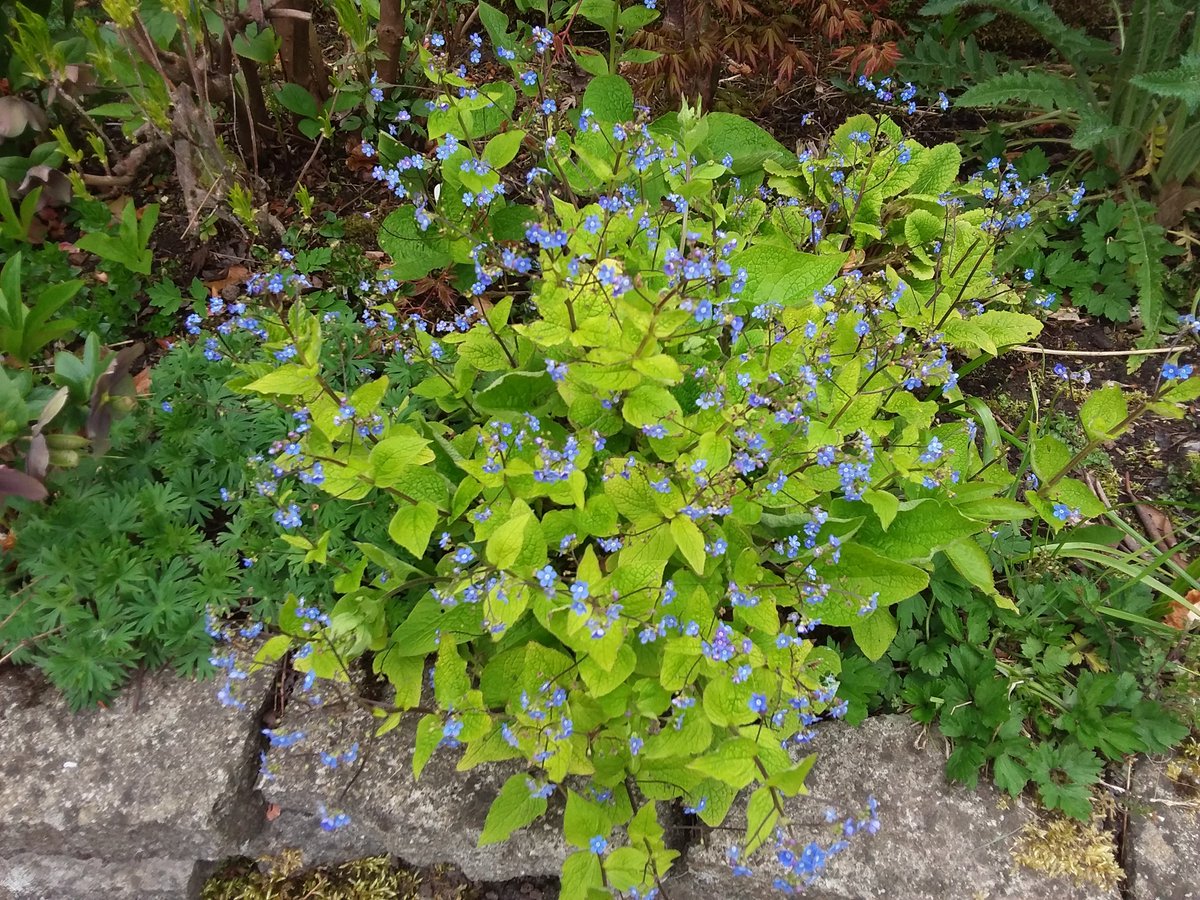 #TweetersFlowerShow self-seeded brunnera Jack Frost. The parent plant is tiny by comparison - this one must be happy in its space! #grannyisagardener #lovemygarden #plants #selfseeded